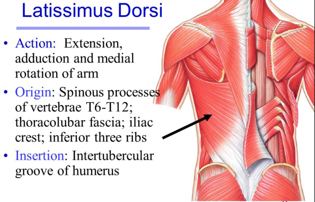 lat pulldowns