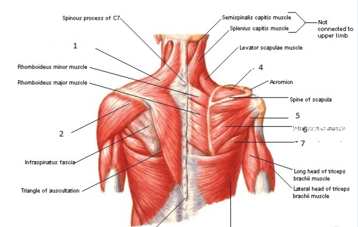 muscles of the shoulder